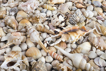 Fototapeta premium Sea shells. Mixed colorful seashells as background
