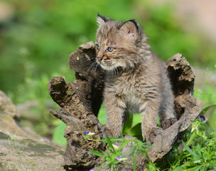 Naklejka na ściany i meble A baby Bobcat crawls out of a wooden log.
