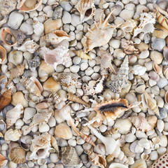 Sea shells. Mixed colorful seashells as background