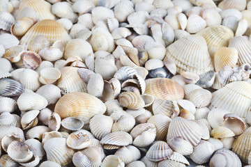 Sea shells. Mixed colorful seashells as background