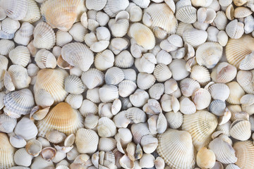 Sea shells. Mixed colorful seashells as background