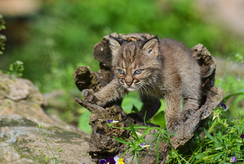 A baby Bobcat crawls out of a wooden log.