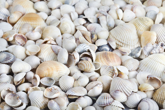 Sea shells. Mixed colorful seashells as background