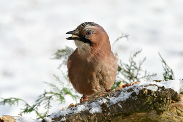 jay bird during winter time
