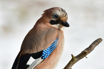 jay bird during winter time
