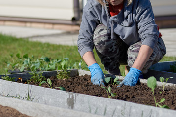 Caucasian woman working at personal plot. She is handling plants on garden bed.