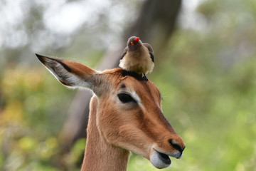 female impala antelope in Kruger National park in South Africa