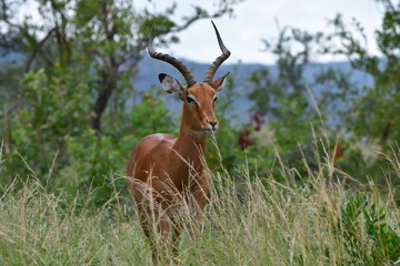 Naklejka na ściany i meble impala antelope male in african landscape