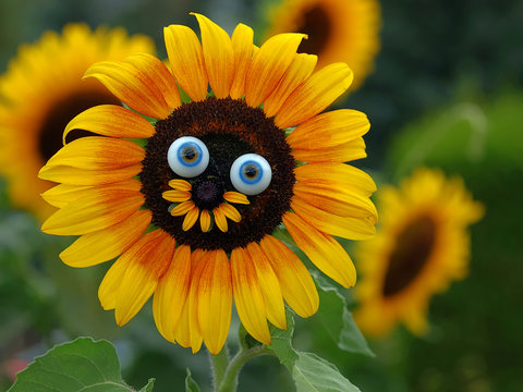 Blumenfreude