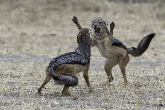 Black-backed jackals - Zadeljakhals