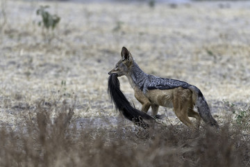 Black-backed jackals - Zadeljakhals