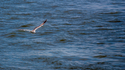 Fototapeta na wymiar Seagull over water