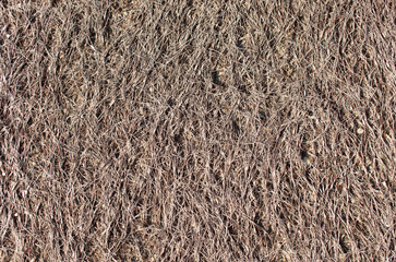 The texture of the grass of the estuary of the sea