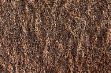 The texture of the grass of the estuary of the sea