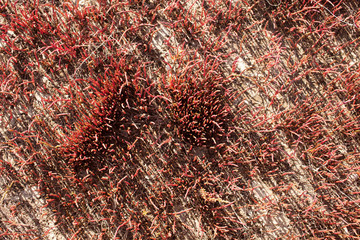 The texture of the grass of the estuary of the sea