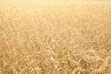 Dry yellow grass on the field