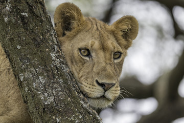 Lions in tree