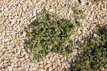 Ornamental plants on stones in the garden