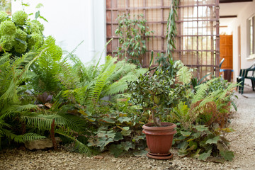 Fototapeta na wymiar Tropical plants in the garden near the house