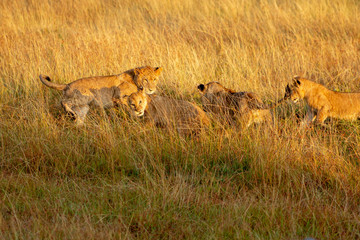 Lion Cubs Playing