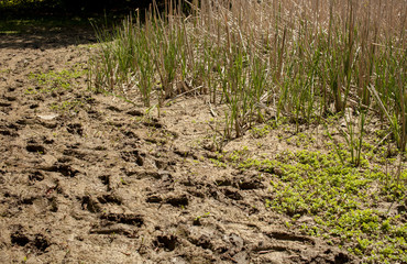 Reeds in the swamp. Background. Place for text.
