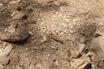 Mountain stone mantis. The insect on the rocks.