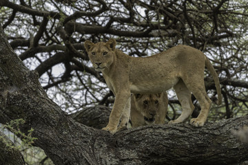 Lions in tree