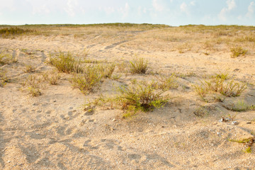 Grass bushes and bushes on the sand at sunset