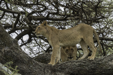 Lions in tree