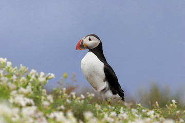 Puffin