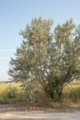 Tree ash at the dirt road near the village