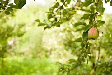 Background blurred Apple orchard in the morning