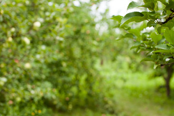 Background blurred Apple orchard in the morning