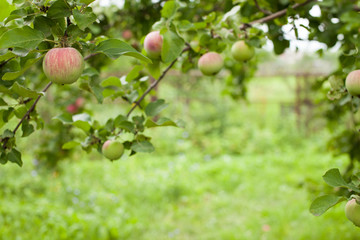 Background blurred Apple orchard in the morning