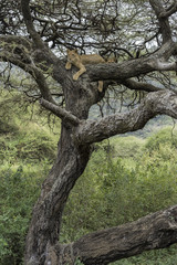 Fototapeta na wymiar Lions in tree