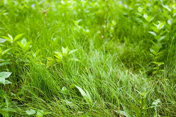 Background of blurred grass in the morning garden