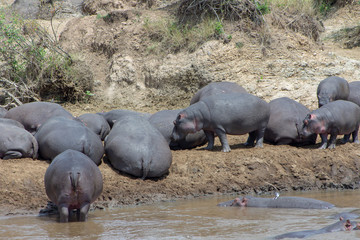 Hippos at the River