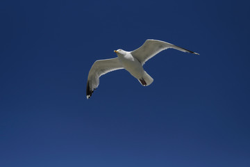 White seagull and blue sky - Stockphoto