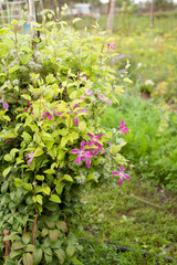 Fototapeta na wymiar Clematis flowers in the garden. Cultivation.