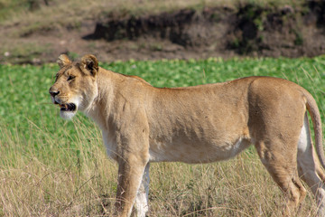 Lionesses