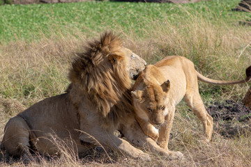 Lion and Lioness