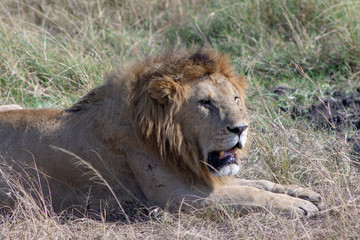Lion