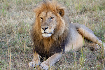 Mighty Lion