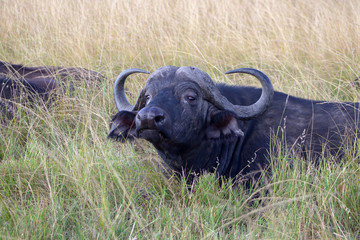 Cape Buffalo in Grass