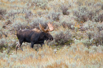 Bull Moose