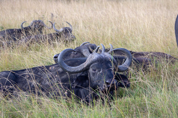 Cape Buffalo Resting