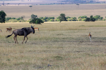 Wildebeest Running