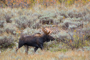 Bull Moose