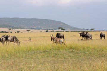 Wildebeest Heard