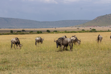 Wildebeest Herd
